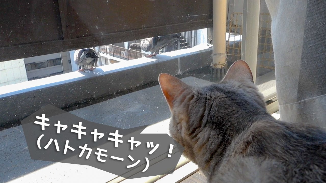 ハトを見つけてキャキャキャキャッ！（猫のクラッキング）