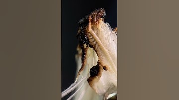 A feather on fire! Macrovideo!