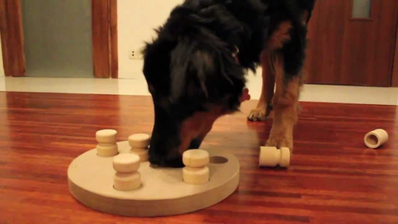 dog iq toys
