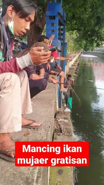 mancing ikan mujaer gratis ||| #shorts #viral #tiktok #trending #mancingikan #mancingmujair