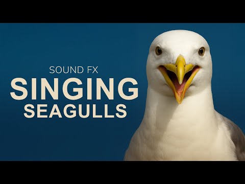 The Seagull Symphony: Nature's Avant-Garde Composers