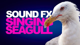 SINGING SEAGULLS | Sound Effects [High Quality]