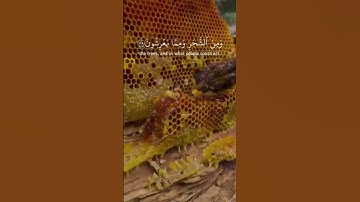 تلاوة خاشعة #القرآن_الكريم #تلاوة_خاشعة #القرانالكريم #تلاوة_خاشعة #تلاوات #صلوا_على_النبي