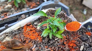 Slug And Snail Removal Tips 100% Efficient And Beneficial To Plants