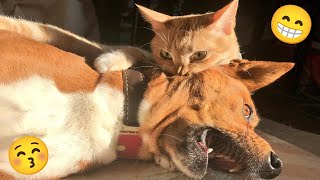 The end 😊😂 Funny Dogs & Cats Videos 🐶🐱 ep 95