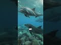 5 Animals That Repay Kindness Tenfold