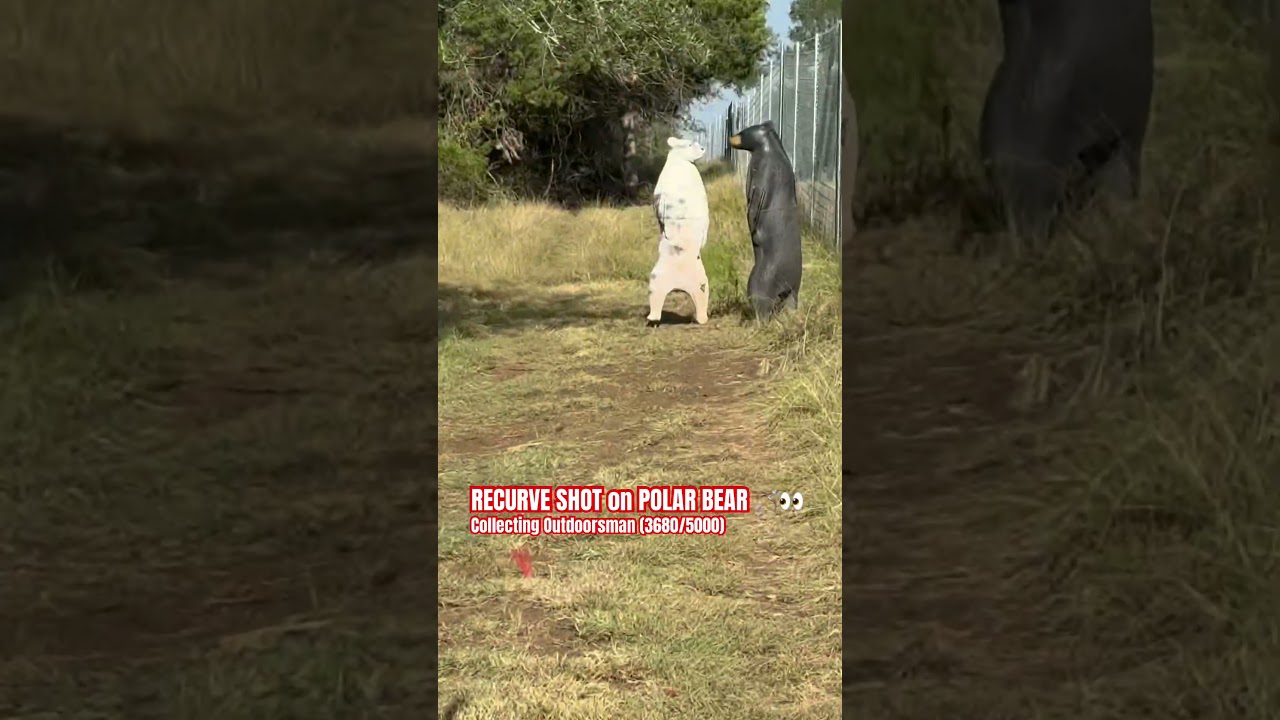 BEAR SHOT with RECURVE! 🏹👀 (TBOW Recurve) 