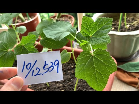 【園藝539】10月12日(四)秋葵開始長出了小小花苞！