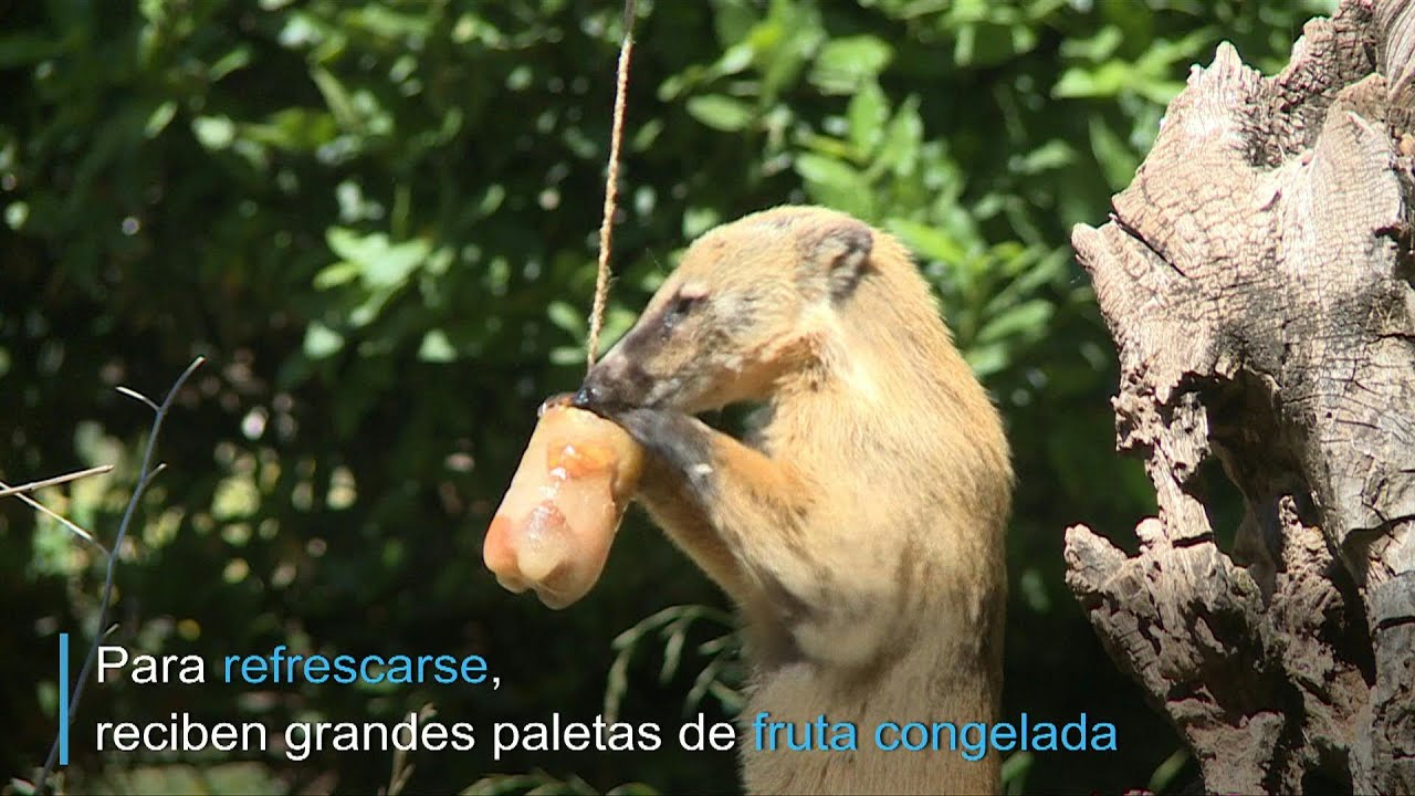 Los animales también sufren la ola de calor en Europa | AFP information technology