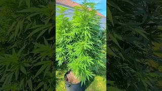 Purple Haze Germany Outdoor .Agrow