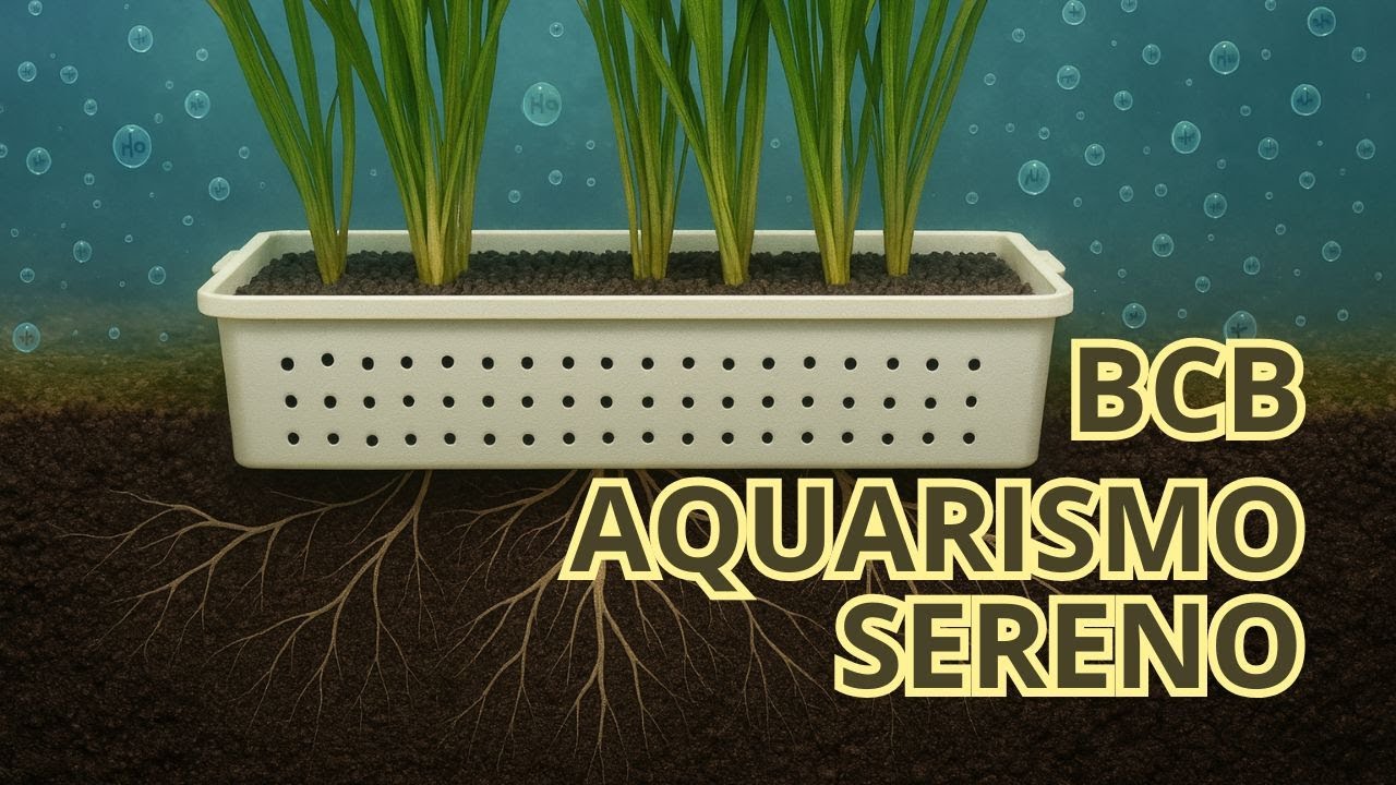 🚀 Cestas de Biocenose Aquarismo Sereno 02: Do Método Walstad para Aquários com Peixes Grandes