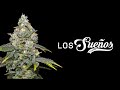 Largest Outdoor Cannabis Farm in World (Canna Cribs Episode 4: Los Sueños Farms)