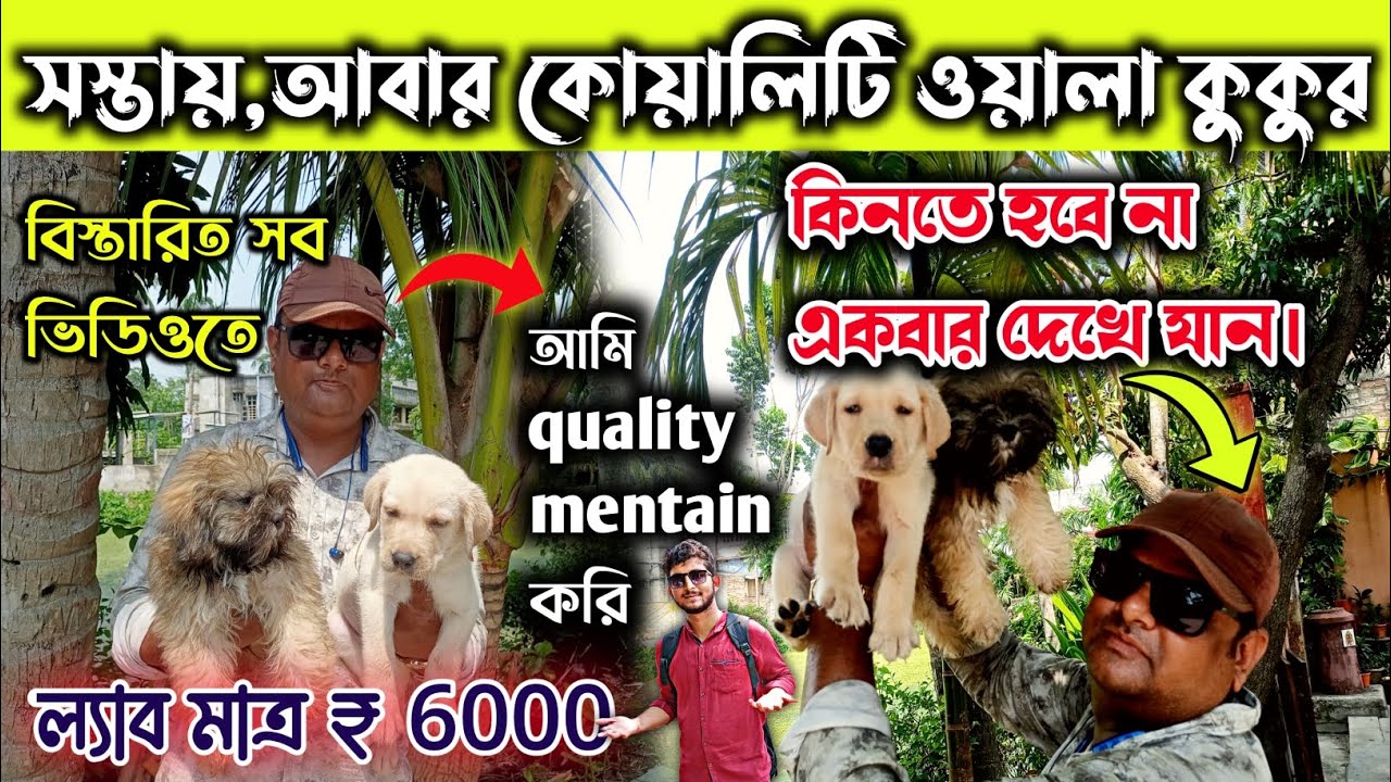 Cheapest Dog Kennel In Kolkata / Dog Kennel Dankuni Kalipur/ Dog market