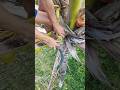 Making wine from Coconut tree cutting Coconut flower 🍷🌴🌺 #coconut #organicwine #makingwine #farming