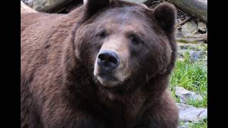 Three Horrific Bear Attacks For Almost 23 Minutes