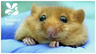 Bringing rare dormice back to Calke Abbey in Derbyshire