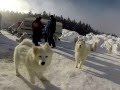 Long distance race -Trans Thüringia 2015 - with Samoyeds 2.Video