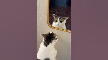 He Is Scared Of His Reflection 😂