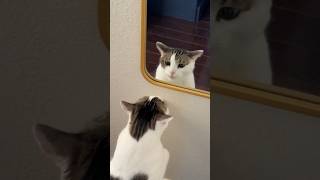 He Is Scared Of His Reflection