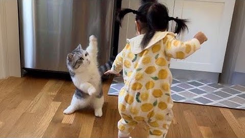 The Most dramatic cats moments ever! 😂🤣 Funny Cat Videos 2025