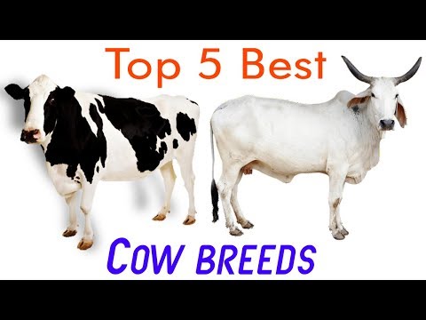 Best Cow Breeds For Dairy Farming