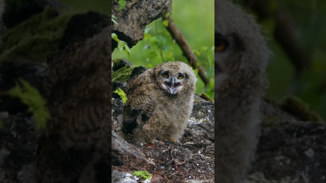 Sound of Eurasian eagle owl (Bubo bubo) chick