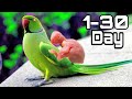New Born baby Ringneck parrot chick 1-30 Day Growth Stages | Birds help care