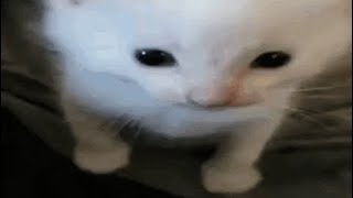 cat gifs but I added sound effects