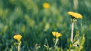 Футаж — Желтые одуванчики в траве. Футажи (footage) красивая природа [FullHD]