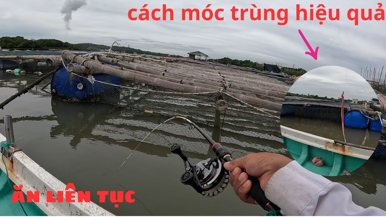 296/ Nước chảy mạnh câu mồi Trùng Bẹ cực kỳ dể cá ăn tự dính , cách móc mồi cũng rất quan trọng .