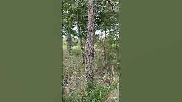 #intros #intro #introvideo #introeffects #introduction #introvert #naturaleza #relajación #zen