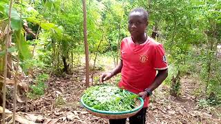 African village life\/\/getting moringa from the farm