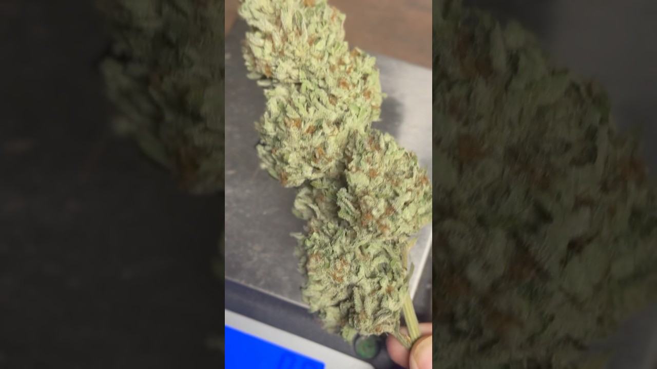 19 gram flower! Top colas from the personal garden 🦅