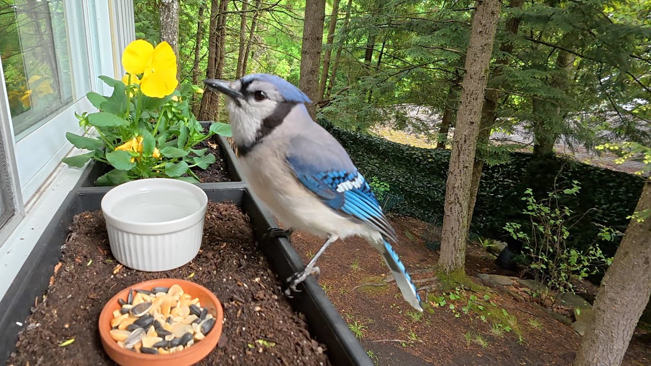 엄마가 가르쳐준대로 따라 하면서 자신감이 붙은 새끼 블루제이