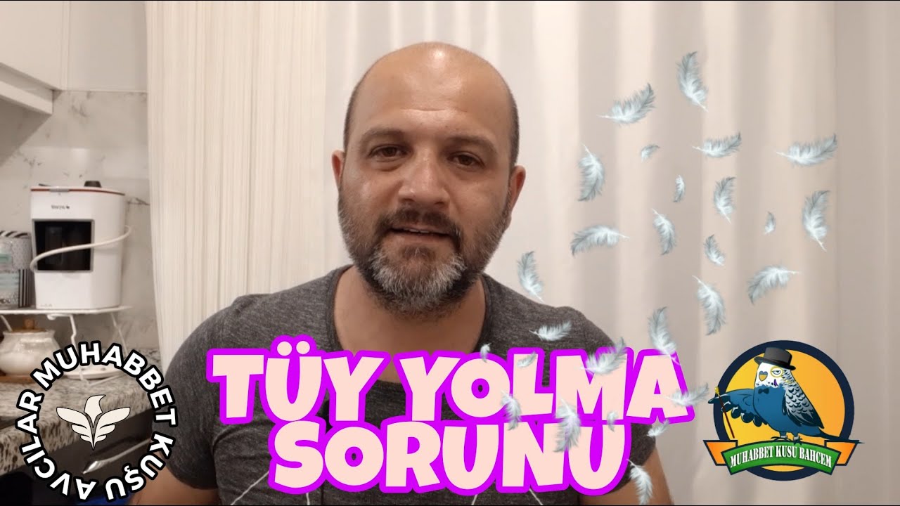 Muhabbet kuşu - Yavru yolma problemi