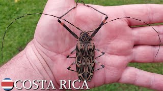 Harlequin longhorn beetle (Acrocinus longimanus) 🇨🇷 Costa Rica