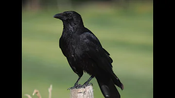 Walking from Bunnik along the Kromme Rijn to Utrecht, 19 June 2025