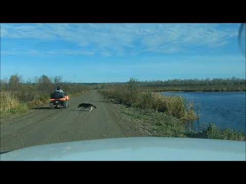 My Dog Gertrude Running on the Back Road adventure academy