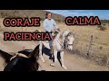 UN PASO HACIA LA CONFIANZA :LA EMOCIONANTE MISIÓN DE SOCIALIZAR A UN PADRILLO ÁRABE EN DOMA #HORSE#