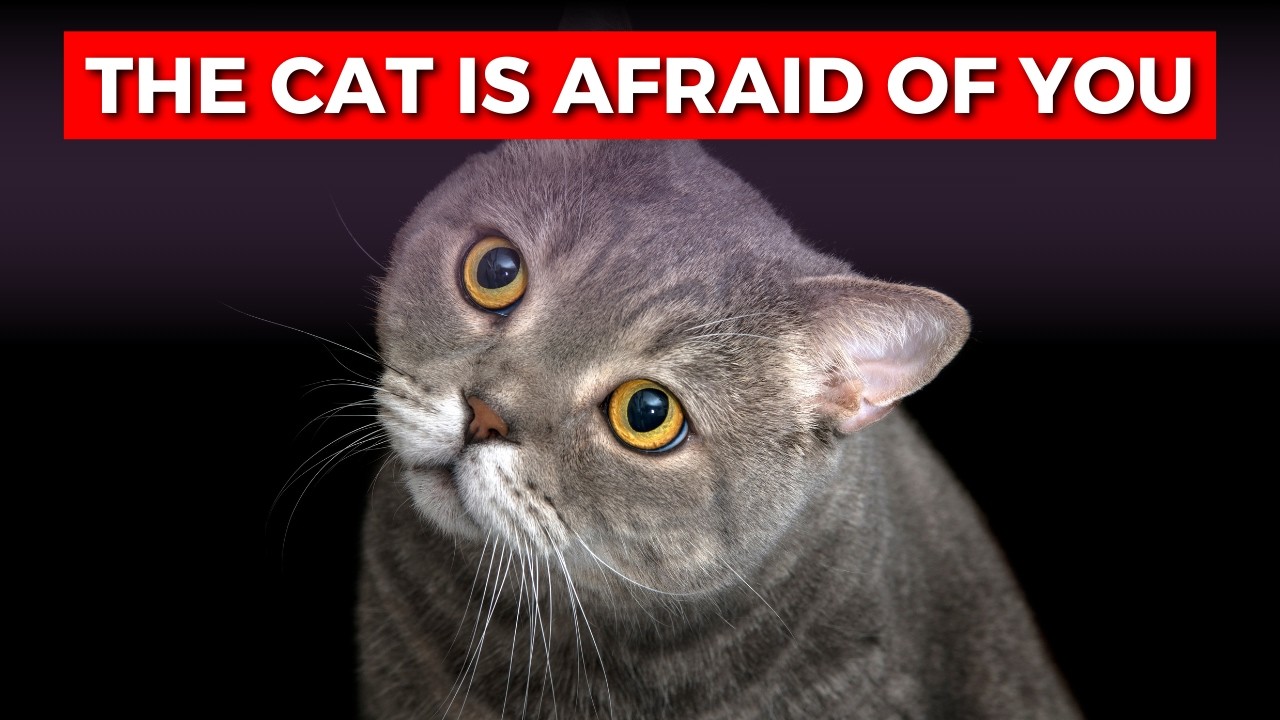 Scared Cat Signs Is Your Cat Scared of You? Signs to Watch For! - YouTube