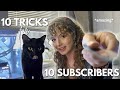 my cat does 10 tricks for 10 subscribers