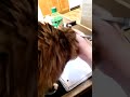 cat algebra