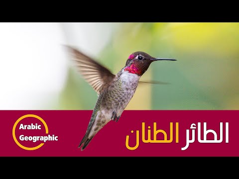 الطائر الطنان Hummingbird أصغر الطيور وكيف يطير إلى الخلف | الحيوانات والحياة البرية