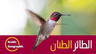 الطائر الطنان Hummingbird أصغر الطيور وكيف يطير إلى الخلف | الحيوانات والحياة البرية