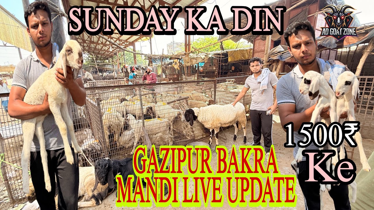 DELHI KI SABSE BADI MANDI SUNDAY KA DIN 12/10/2025GAZIPUR BAKRA MANDI ​@ADGoatzone #viralvideo 