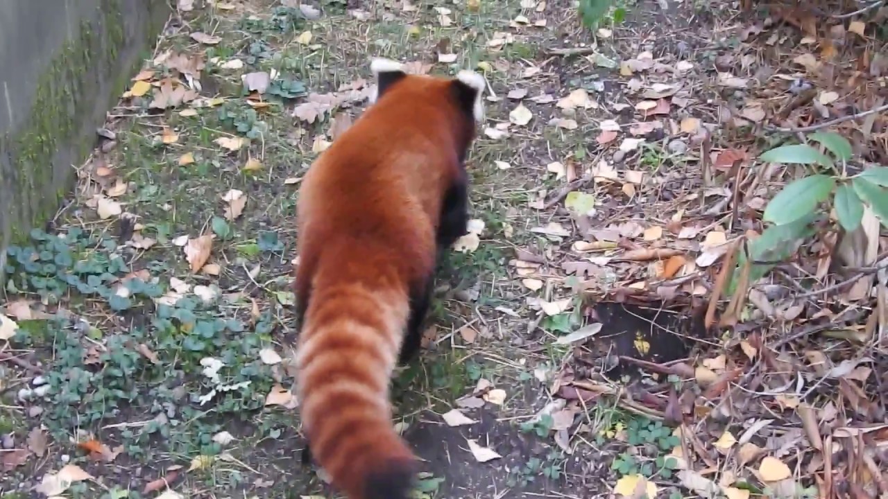 歩いていくネパールレッサーパンダ Red Panda 18 1106 Youtube