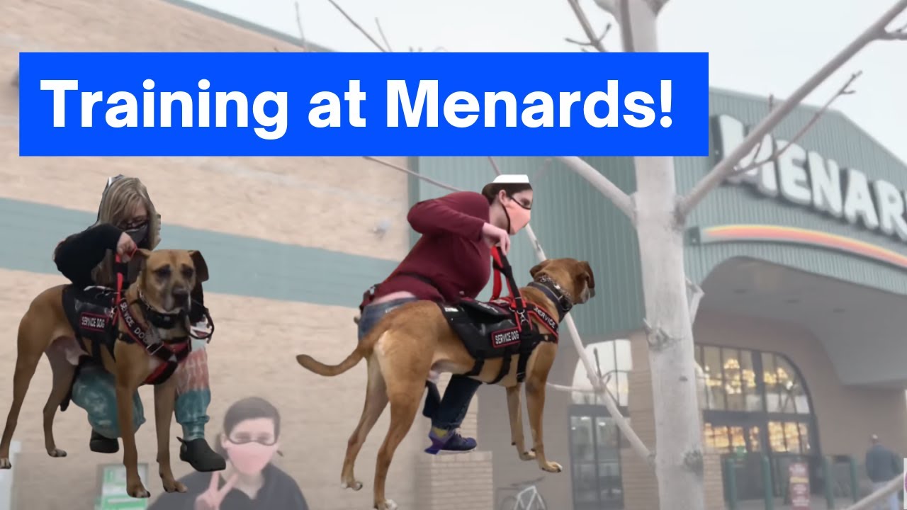 dog shock collar menards