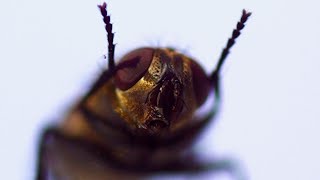 Fly in a way you have never seen it - macro 2000FPS slow motion by SLOWMOER - Slow Motion Videos 1,624 views 4 years ago 2 minutes, 22 seconds