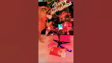 Merry Christmas 🎄 #shorts #dog #hollydays