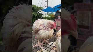 Cold Weather Is Comming Soon